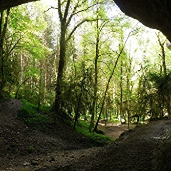 Caborne du boeuf - GENOD