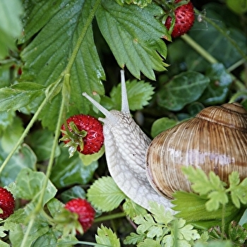 La Maison des Escargots - CERVON