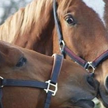 Centre Hippique Graylois - GRAY