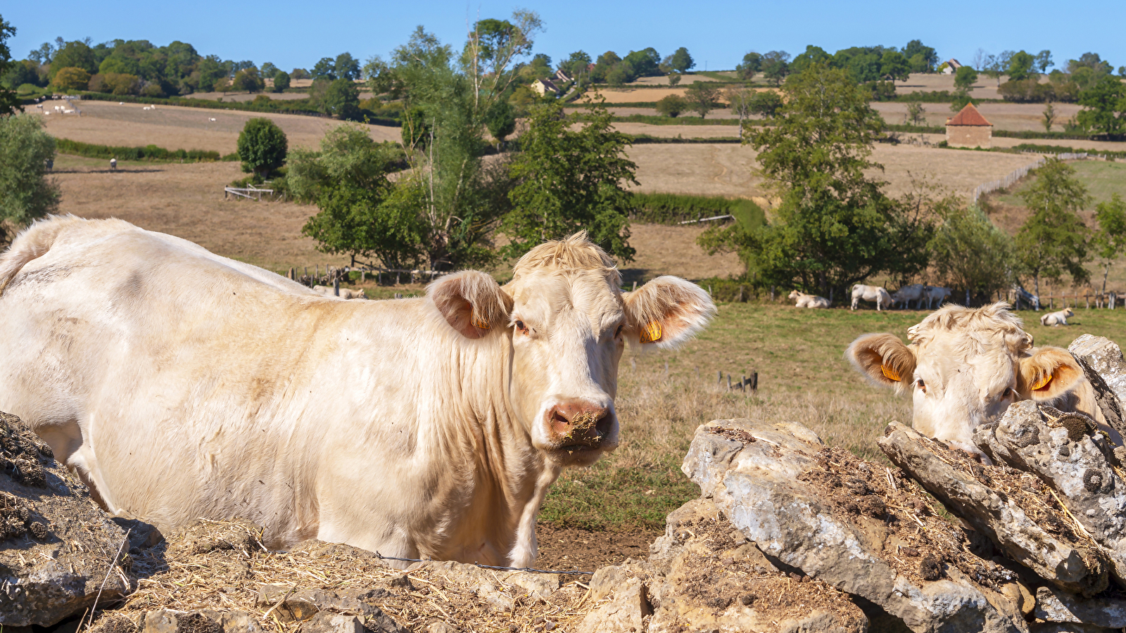 Mâcon - Digoin : Le Charolais, un délice de terroir
