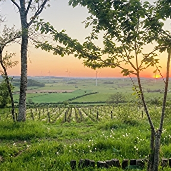 Les Rendez-vous du Terroir: visite du domaine de la Cleratine  - JUSSEY