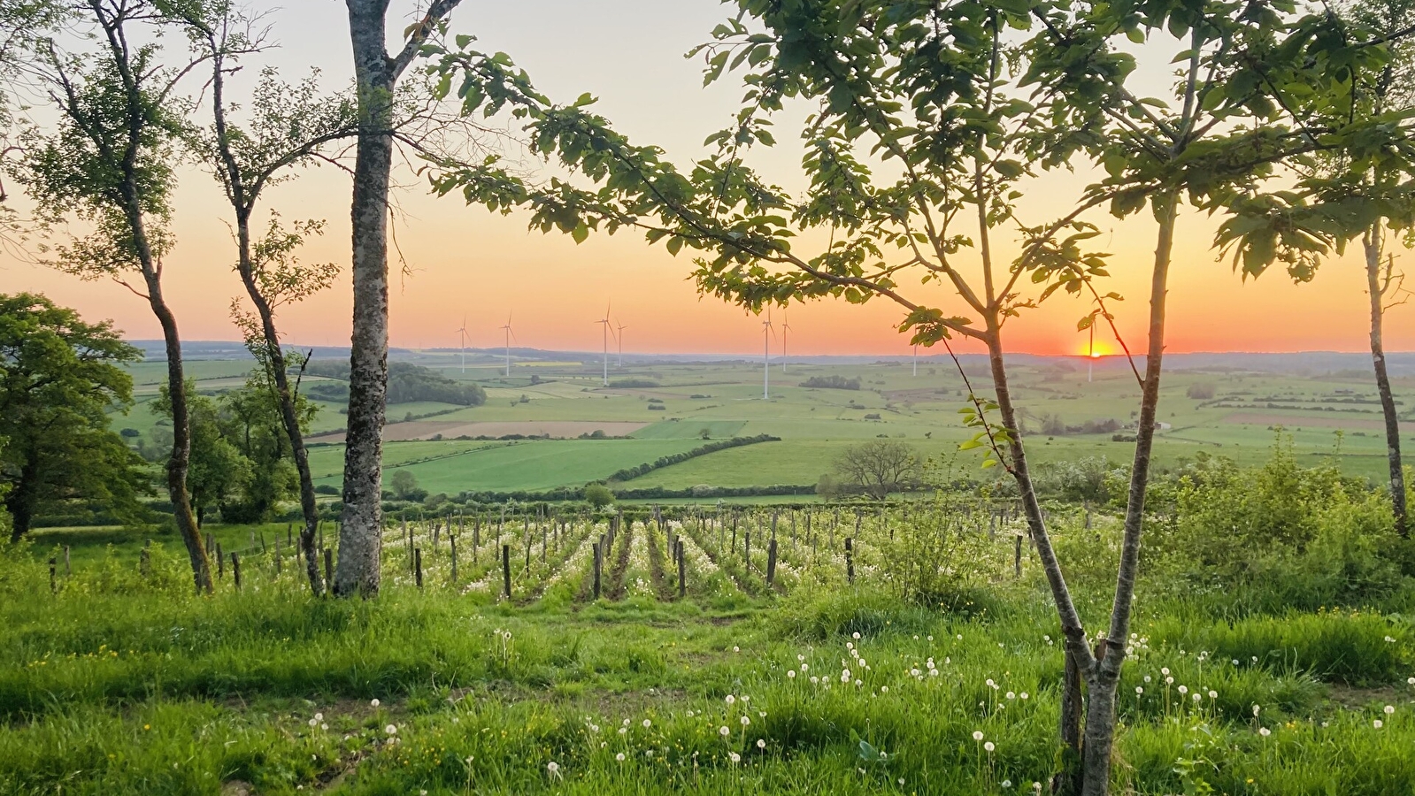 Les Rendez-vous du Terroir: visite du domaine de la Cleratine 