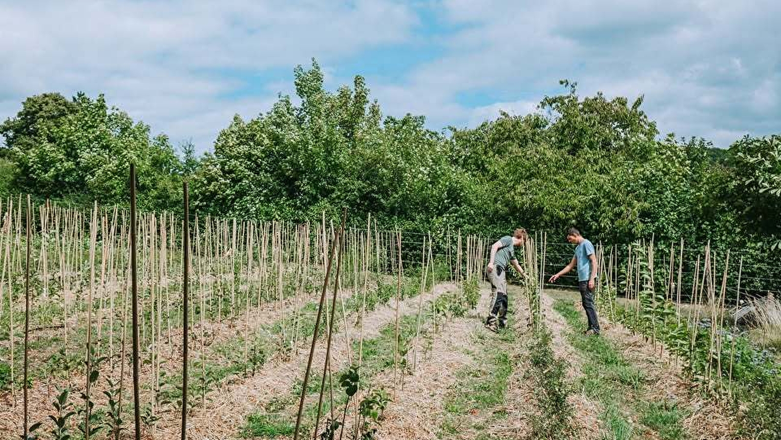 Les Rameaux Fruitiers