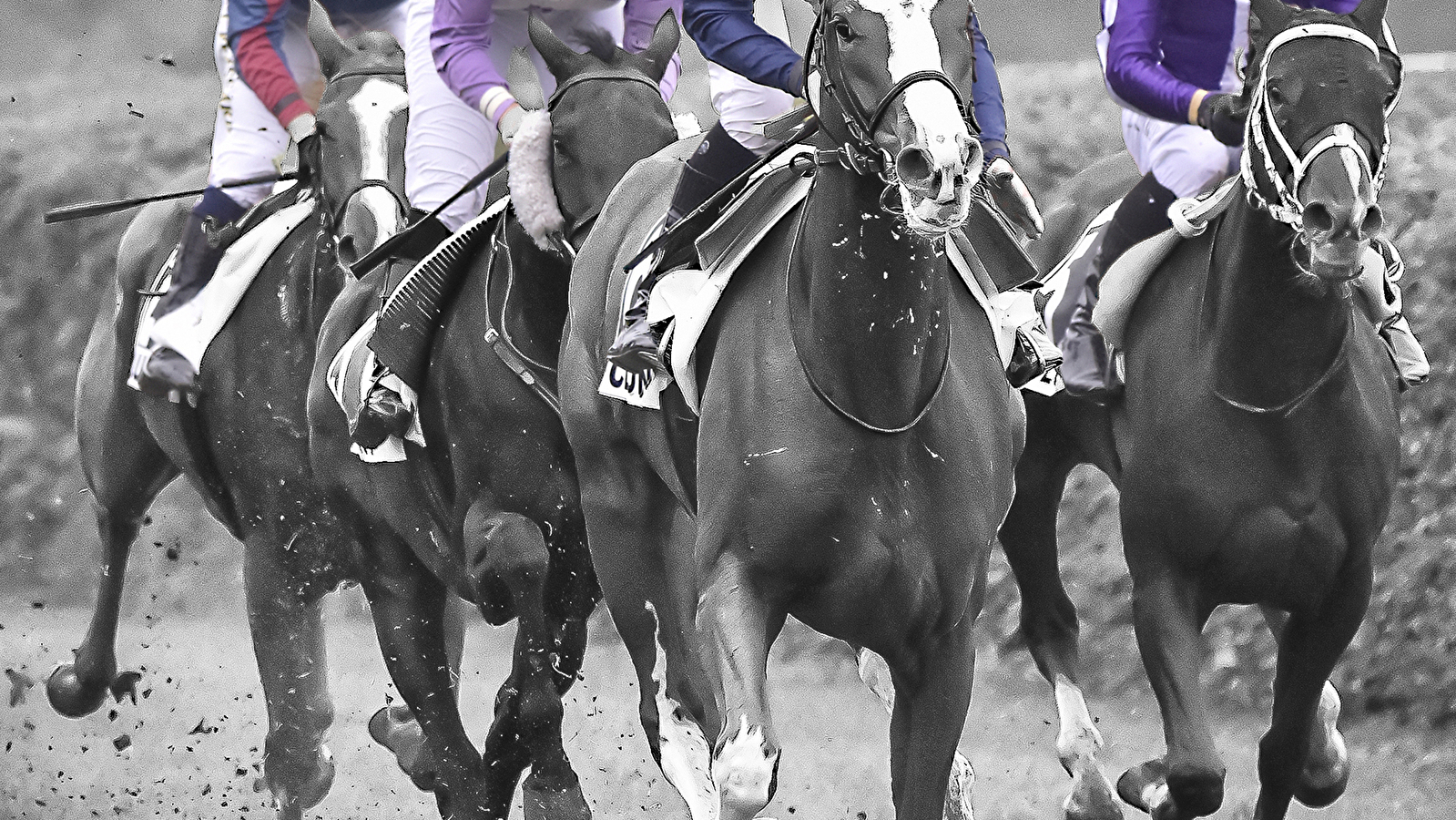 Courses hippiques - Tout galop