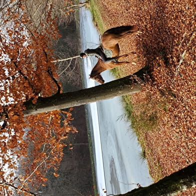 Les sabots dans l'eau