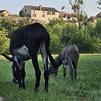 L'ÂÔMA (L'Âne Ôdacieux Médiation animale)  - BREMUR-ET-VAUROIS