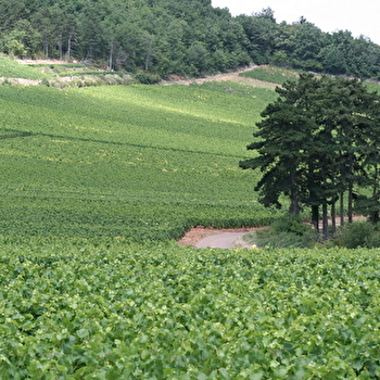 Hameau de Blagny - Maison Maizières - PULIGNY-MONTRACHET