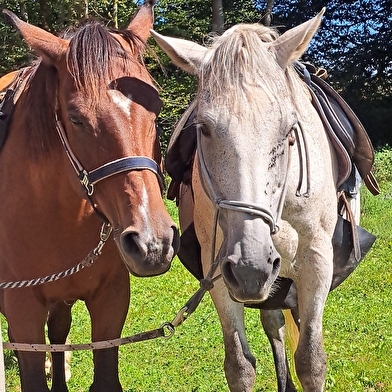 Les sabots dans l'eau