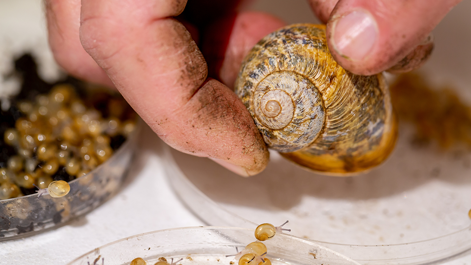 Les Coulisses du Terroir - Grosnescargot