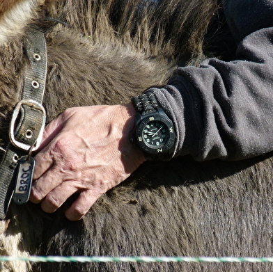 Médiation asine avec Donkey'Âne