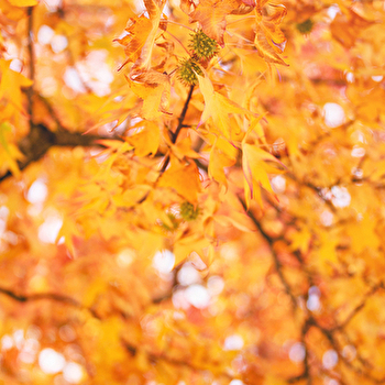 Le jardin du Pont des Iles - DIVONNE-LES-BAINS