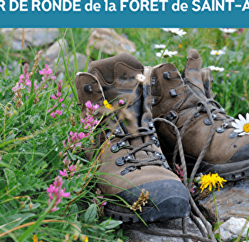 RANDONNÉE - LA RONDE DE LA FORET DOMANIALE DE - PLANCHER-LES-MINES