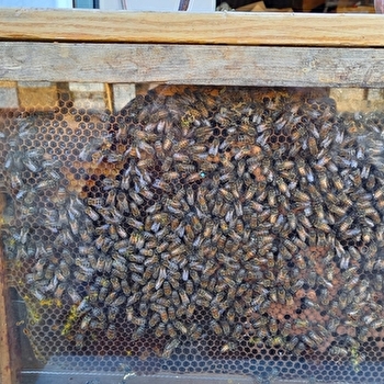 Les Ruchers de Borne - LADOIX-SERRIGNY