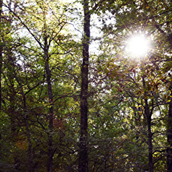 La forêt de Palleau - ECUELLES