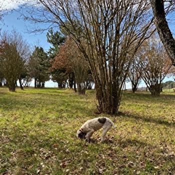 Entre-Deux-Monts, berceau de la Truffe de Bourgogne - NUITS-SAINT-GEORGES