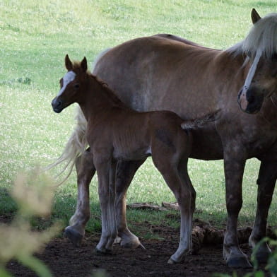 Chambres d'hôtes Domaine de Drémont