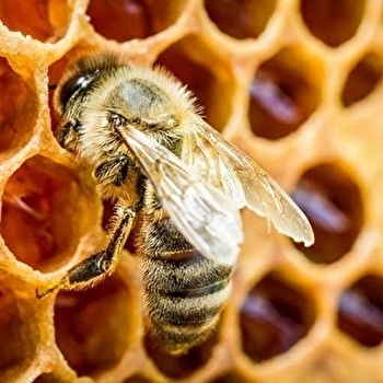 Richard coeur de miel - MONTBOILLON