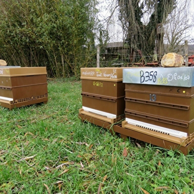 Julien COMPAGNON - Apiculteur professionnel