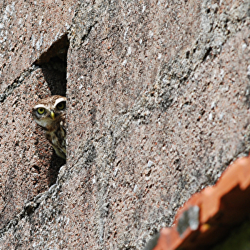Nuit de la Chouette - SAINT-PERE