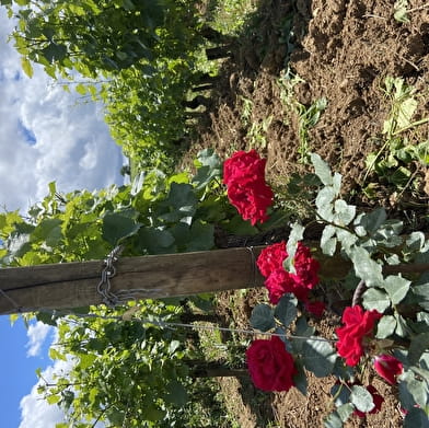 Clos du Moulin aux Moines