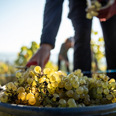 Randonnée - Vignoble du Revermont