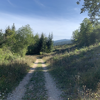 Randonnée - La Forêt de Niermes
