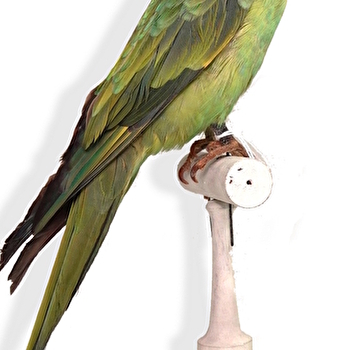 Visite guidée : Drôles d’oiseaux, lumière sur une collection exotique - AUTUN