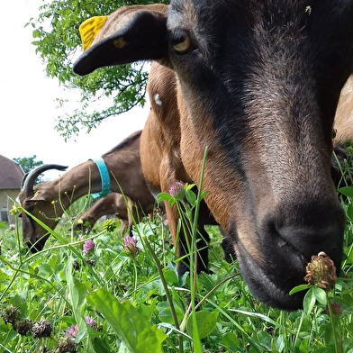 Visite d'une chèvrerie et traite des chèvres