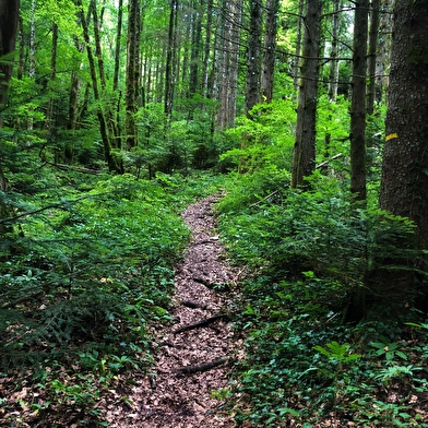 Parcours trail : montée du Grand Colombier depuis Munet