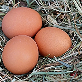 EARL de l'Ecrevisse - VELLESCOT