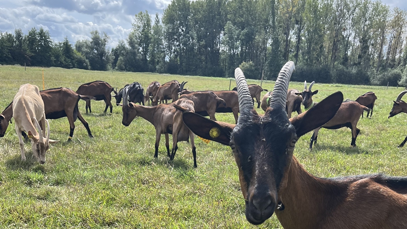 La Chèvrerie Louhannaise