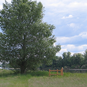 Balade en famille : Les sentiers-nature des Brocs - LA CELLE-SUR-LOIRE