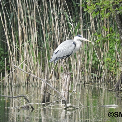 Boucle des milieux naturels du marais de Saône