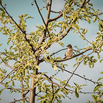 Parcours Espace Naturel Sensible - Saline royale - ARC-ET-SENANS