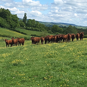 La ferme bio de la Grande Terre - SAINT-MARCELIN-DE-CRAY
