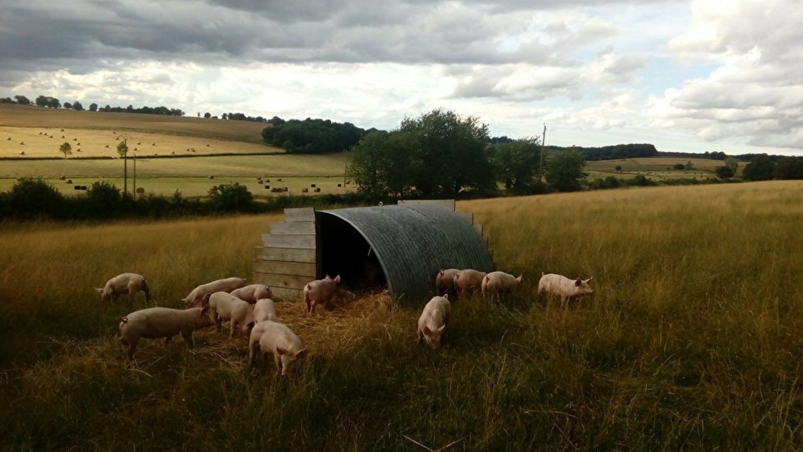 Samuel Delobbe - Le Porc qui broute