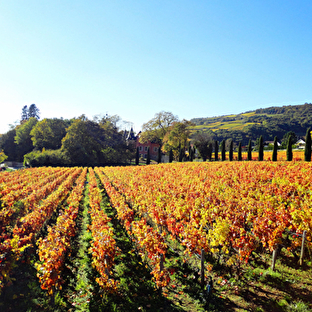 Expérience Collection - Dégustation des Hospices de Beaune, Les Fondateurs - Château de la Crée - SANTENAY