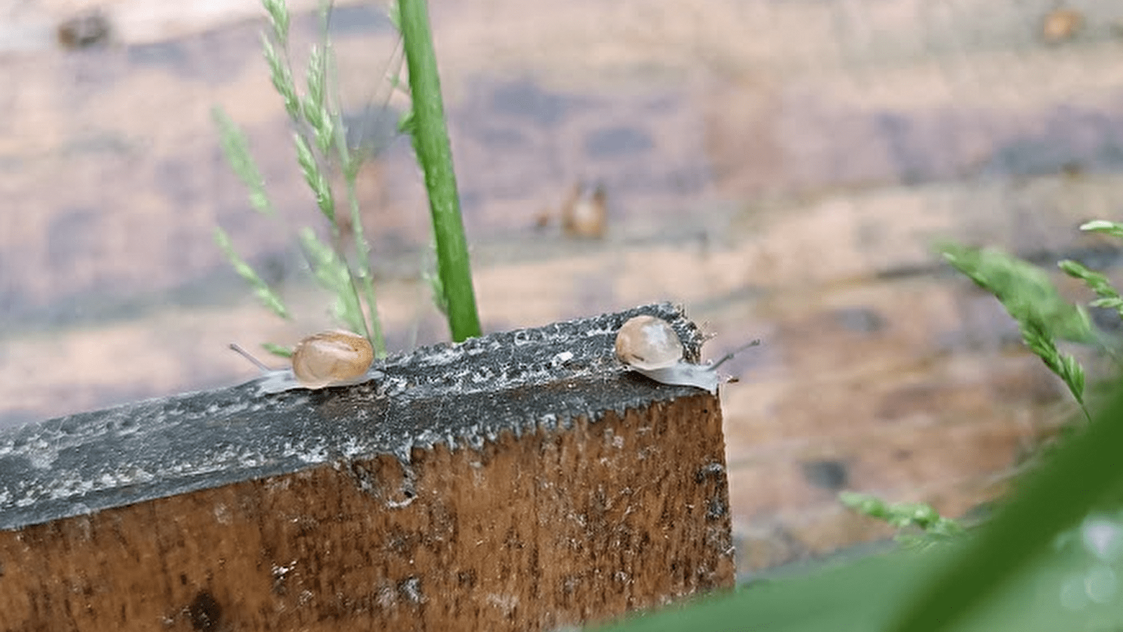 La maison du Mont Jean