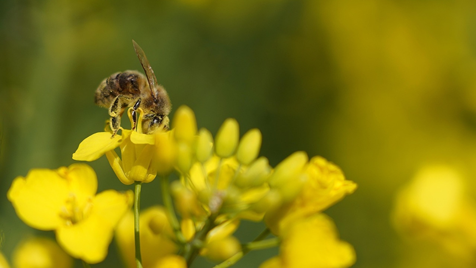 Miellerie du Val des Rosiers
