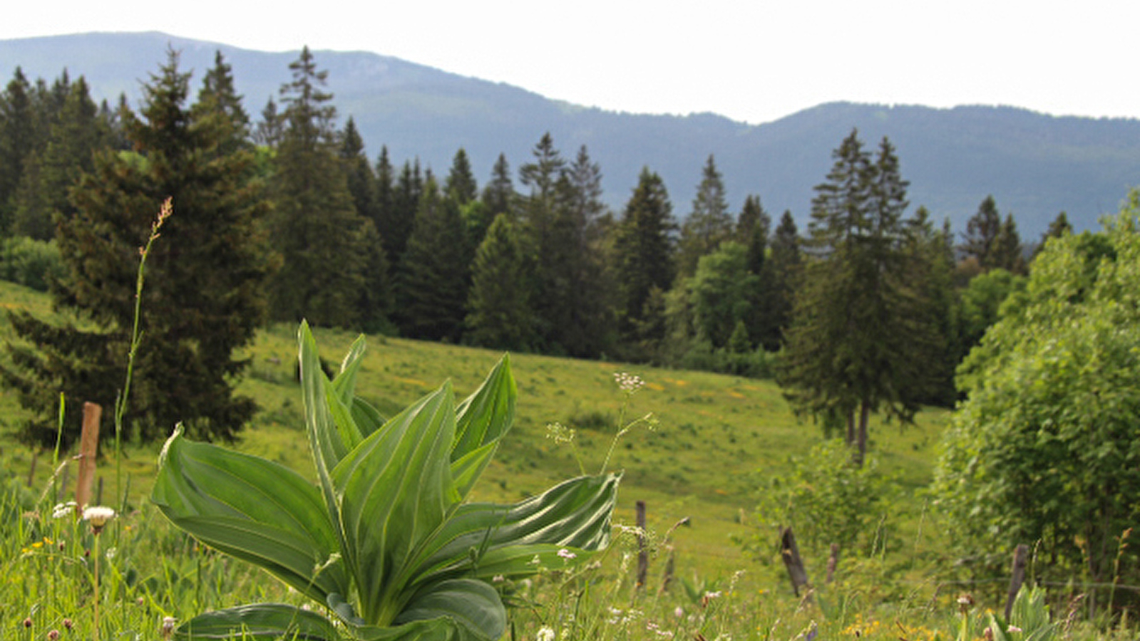 VFF-049_1 - Variante De Pontarlier à l’Auberson/Sainte-Croix