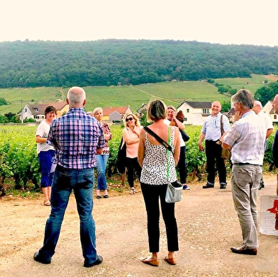 Masterclass/ Stage découverte des vins de Bourgogne : Balade guidée et  initiation à la dégustation et à l'oenologie