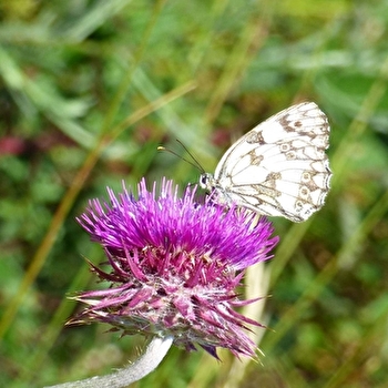 Le ballet des papillons - LA ROCHE-VINEUSE