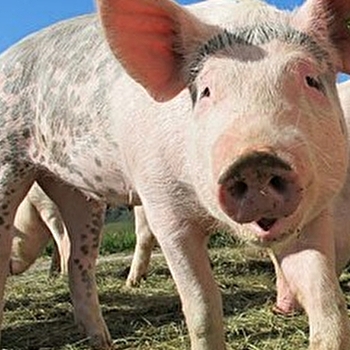 Gaec du pommerot - VELET