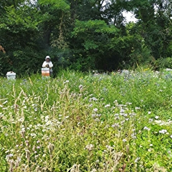 Rucher de Bosserand - SAINT-YAN