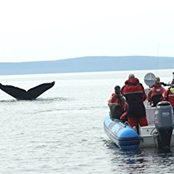Conférence « Les chercheurs de baleines. Plongez au cœur de la science des océans ! » de Aude Lalis - PREMANON
