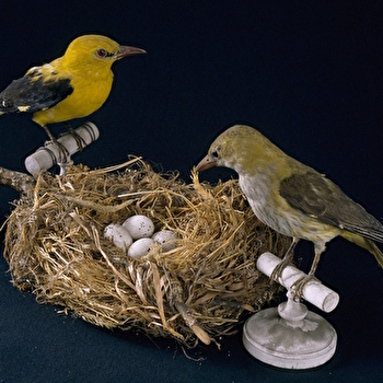 Des nids et des œufs  - Atelier pour les 7/12 ans - AUTUN