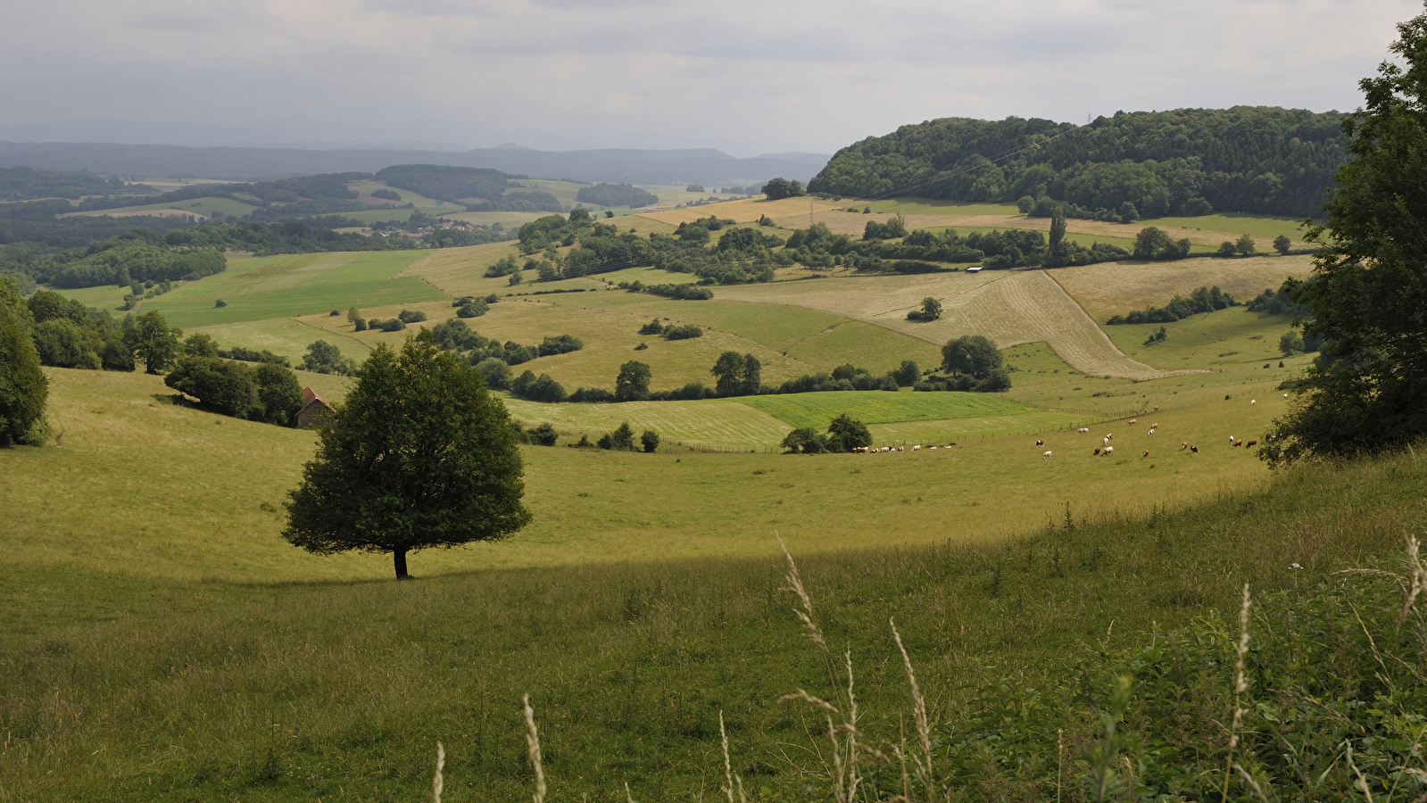 Pâturages et Forêts