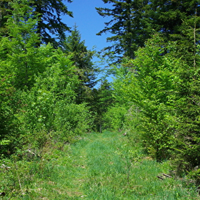 Sous les falaises du Mont d'Or