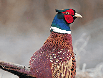 Séjour Chasse et Gastronomie - AUTUN