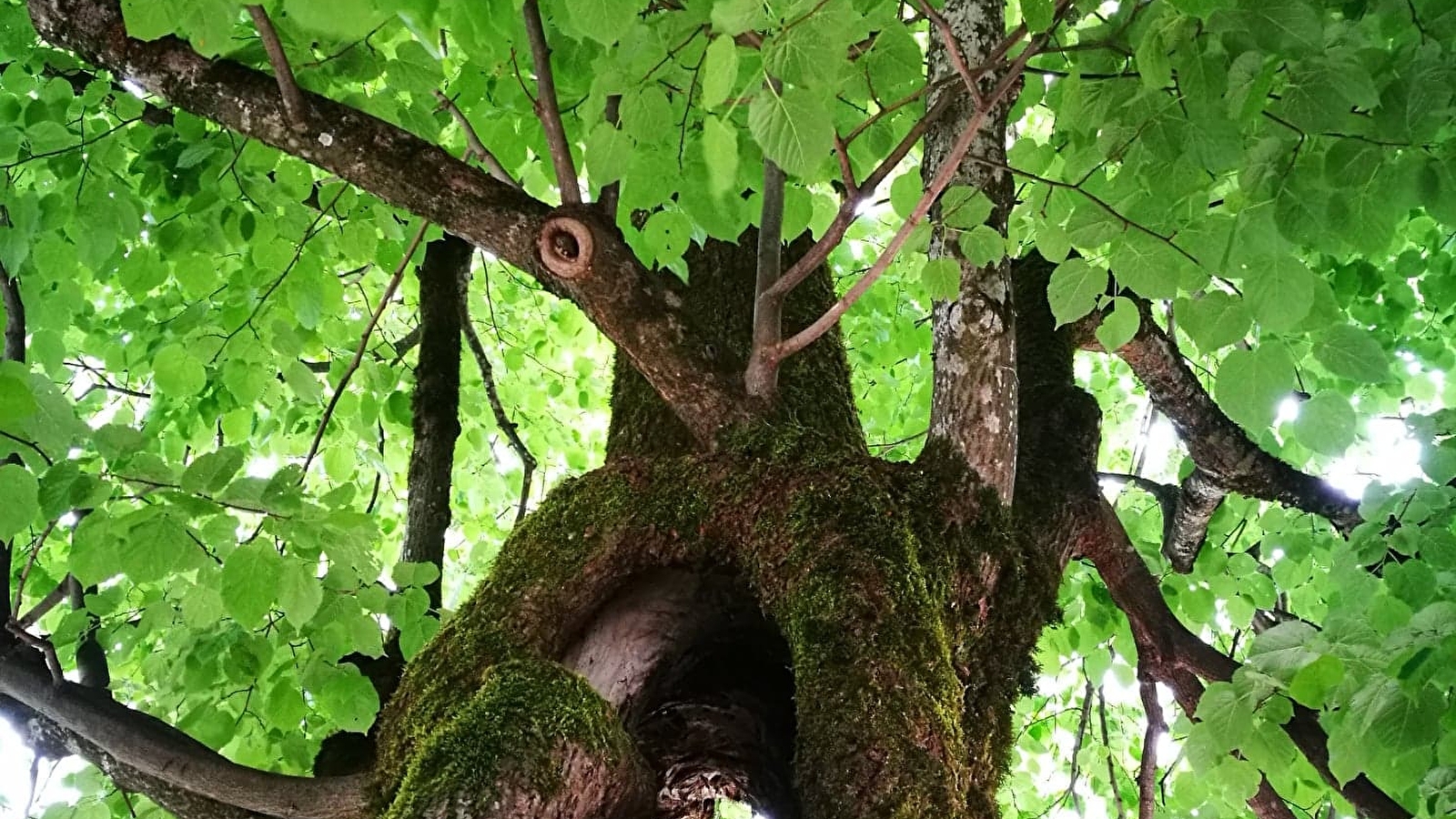 Parcours VTTAE 21 bleu - La Michaille / Vouvray - Espace FFC Ain Forestière